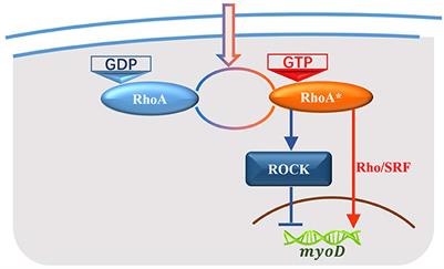 Stochastic Dynamics of Gene Switching and Energy Dissipation for Gene Expression